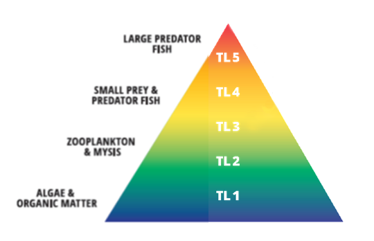 A trophic pyramid